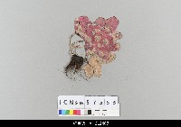 藏品(中國湖北皮影戲偶頭-生)的圖片